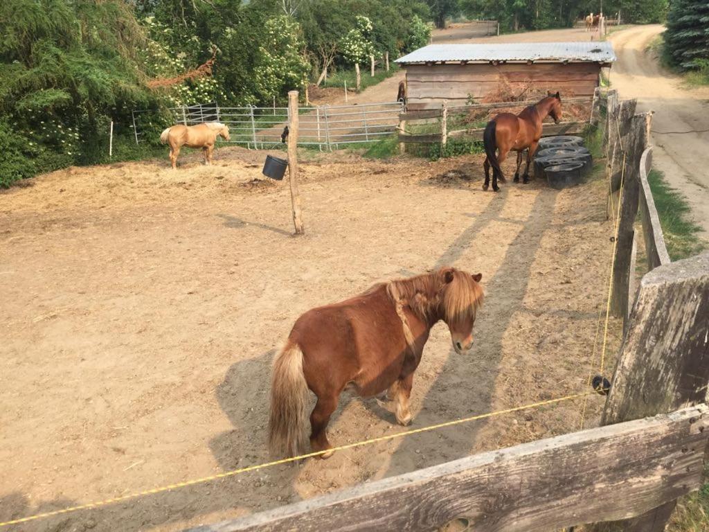 Grosse Wohnung / Haushaelfte In Peetzig Am See Angermunde Esterno foto